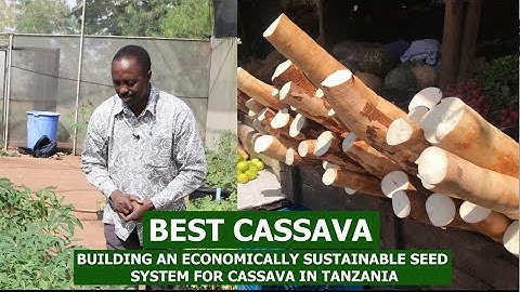 BEST CASSAVA:  Building an Economically Sustainable Seed System for Cassava in Tanzania