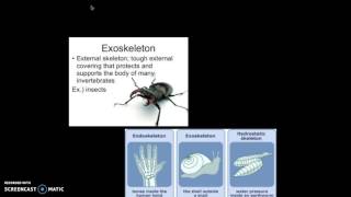 Tracheae Breathing system