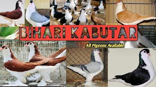 Red Lahori Shirazi New pair #fancy_pigeons #Lahori_Shirazi #For_Sale #Bihar #Darbhanga