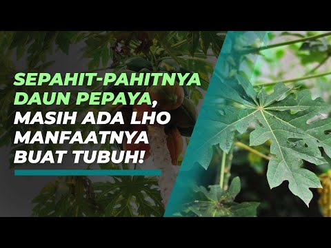 Rasanya Memang Pahit, tapi Daun Pepaya Punya Segudang Manfaat untuk Kesehatan Tubuh, Apa Saja?