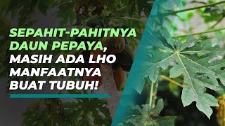 Rasanya Memang Pahit, tapi Daun Pepaya Punya Segudang Manfaat untuk Kesehatan Tubuh, Apa Saja?