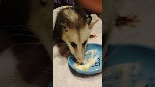 Princess Poppy, our head trauma Opossum girl, eats her meal on the weekend while I examine her tail.