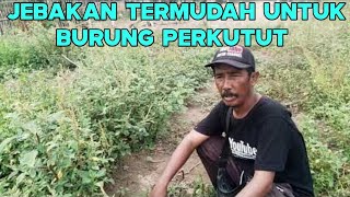 CARA MENJEBAK BURUNG PERKUTUT DENGAN MUDAH