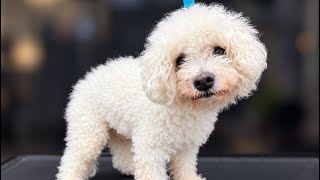 Grooming an 18-Year-Old Blind & Deaf Bichon ❤️ | Amazing Transformation