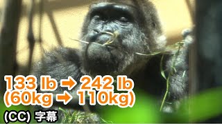 Super recovery Genki Mom gorilla's weight has increased to 242lb, 110kgMomotaro family