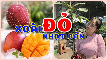 Cây Xoài đỏ Nhật Bản | 0386569374 - Ngọc Ngân Bến Tre | Chuyên cây độc lạ
