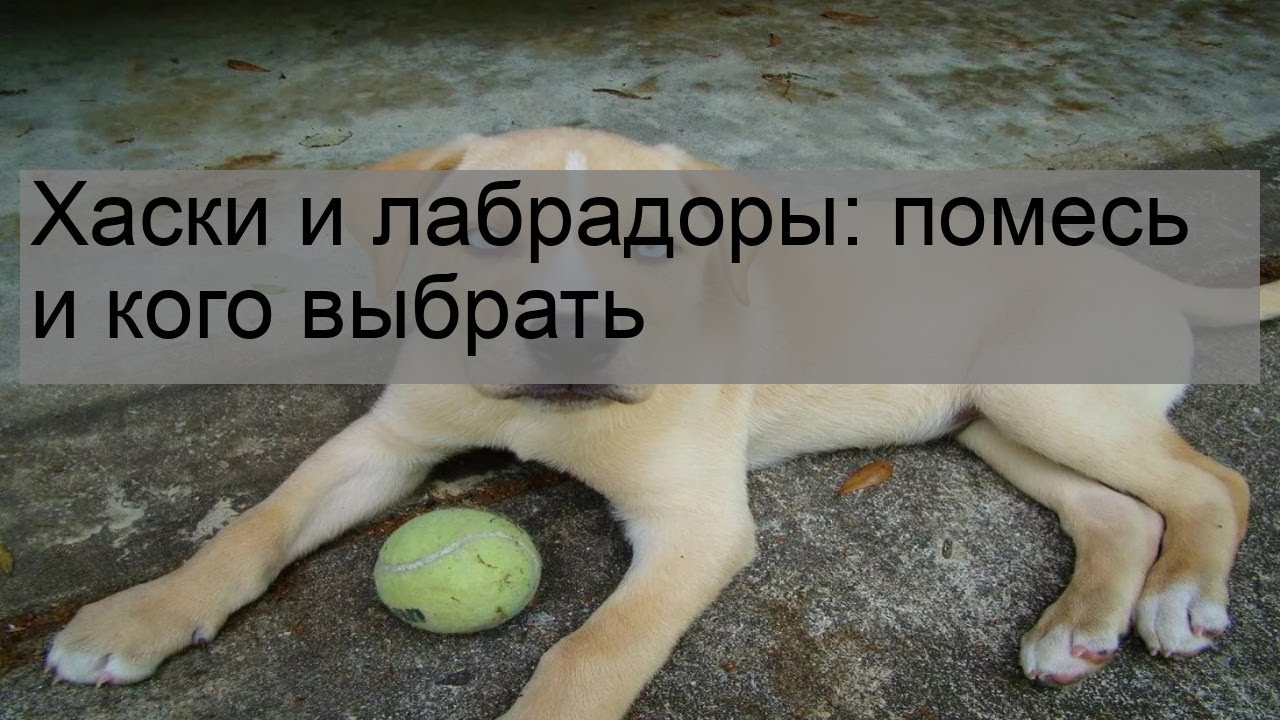 Хаски и лабрадоры: помесь и кого выбрать - YouTube