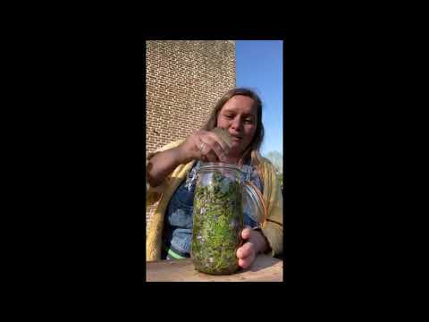 วีดีโอ: Betony Herb Uses - วิธีปลูกสมุนไพร Betony Herbs