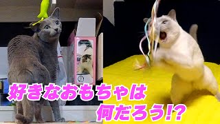 Let's play with cats! #111 by こて虎 猫life 366 views 1 year ago 4 minutes, 20 seconds