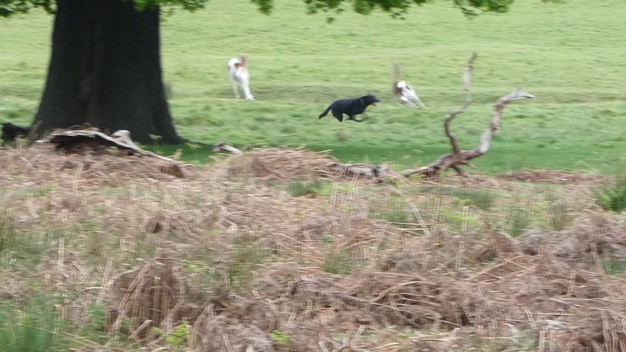 Dog out of control in Richmond Park, chasing deer. Video by Richard