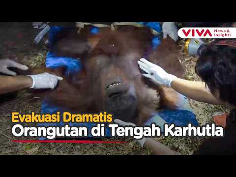 Trapped by Wildfire Aftermath! Orangutan Found Starving in a Tree