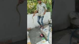 Warangal Snake Catcher Sunay Cathed Indian Rat Snake In Rat Hole