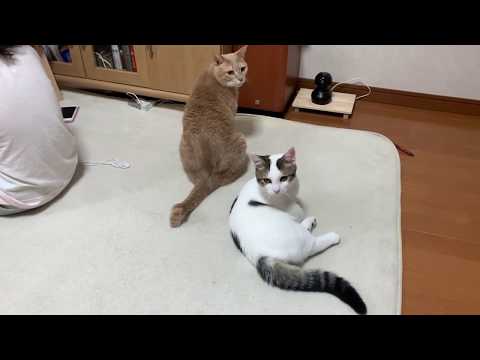 try-not-to-laugh!-funny-short-clips-of-hinoki-the-cat.-part10