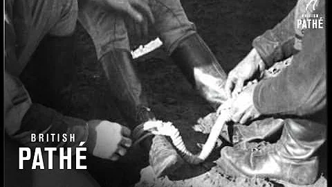 The Limit In Daring For Eve Aka Air Thrills (1926)