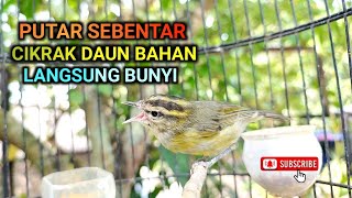 SUARA AMPUH BIKIN CIKRAK DAUN OMBYOKAN Langsung NYAUT❗