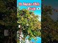 Unbelievable Tropical Fruit Found in Japan 🇯🇵🍈 | Hidden Nature Treasure #Shorts