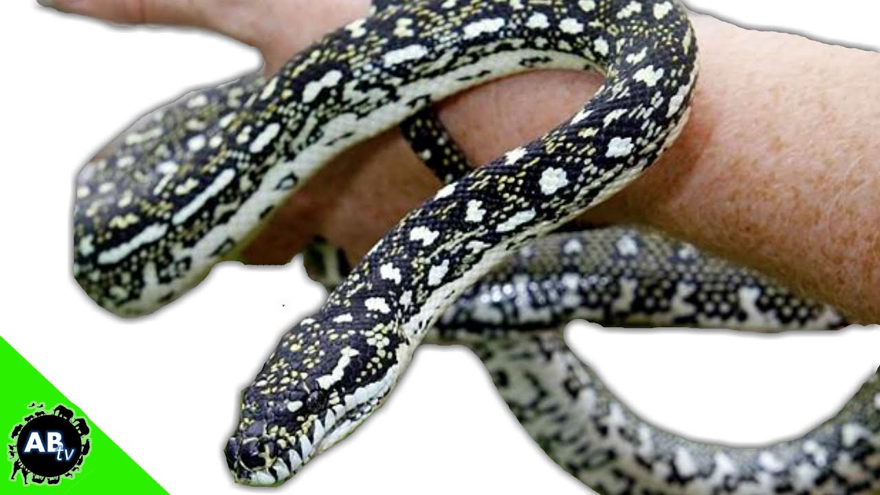 saks 5th avenue Python Rescue! The Conservation Files - Ep. 3 : AnimalBytesTV