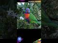 RAINBOW LORIKEET AUDIO@DISCOVER WHATZ UNIQUE #RAINBOWLORIKEET #Australia #NewZealand #BirdLife #IUCN