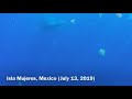 Whale Sharks off Isla Mujeres