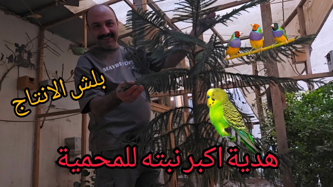 اكبر نبته 🌴 وصلتني هدية  وبلشنا بأنتاج الزيبرا 