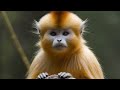 Golden snub nosed monkey a journey through their enchanting world