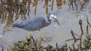 Matuku moana (white-faced heron) foraging for prey