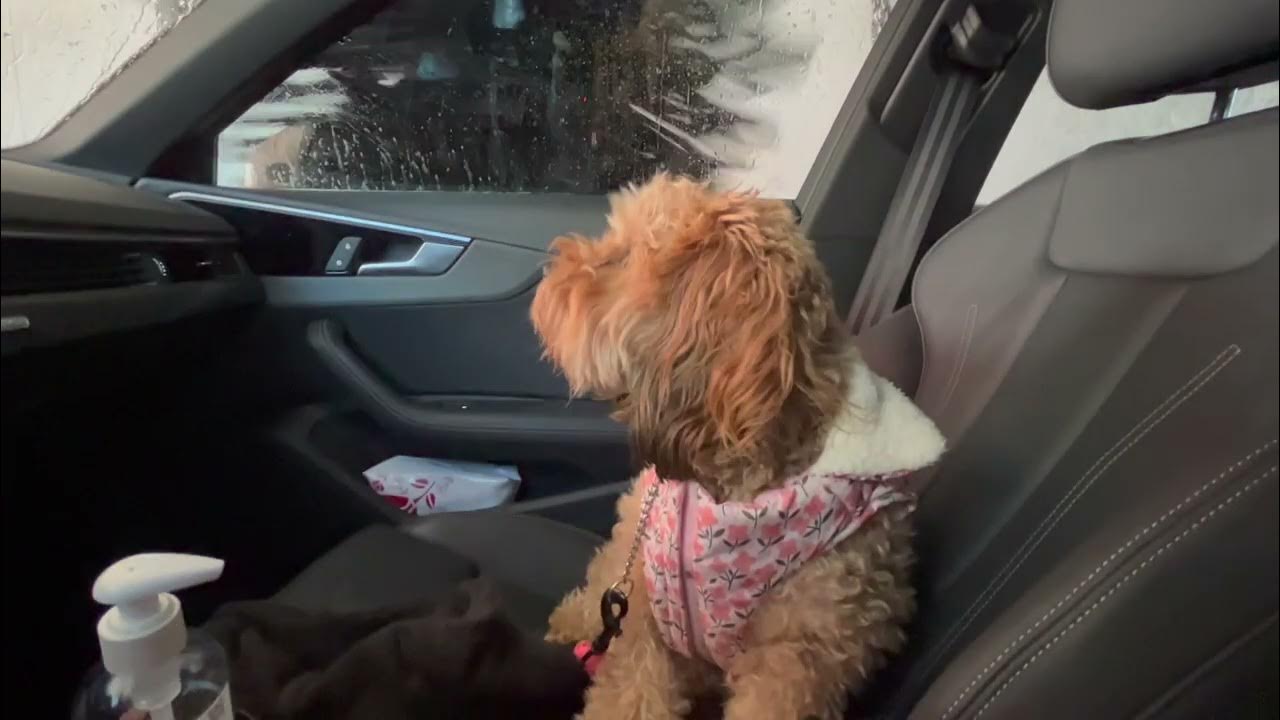 Lucy Car Wash 2423 YouTube