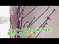スーパーで買った桃の枝が開花しました😊