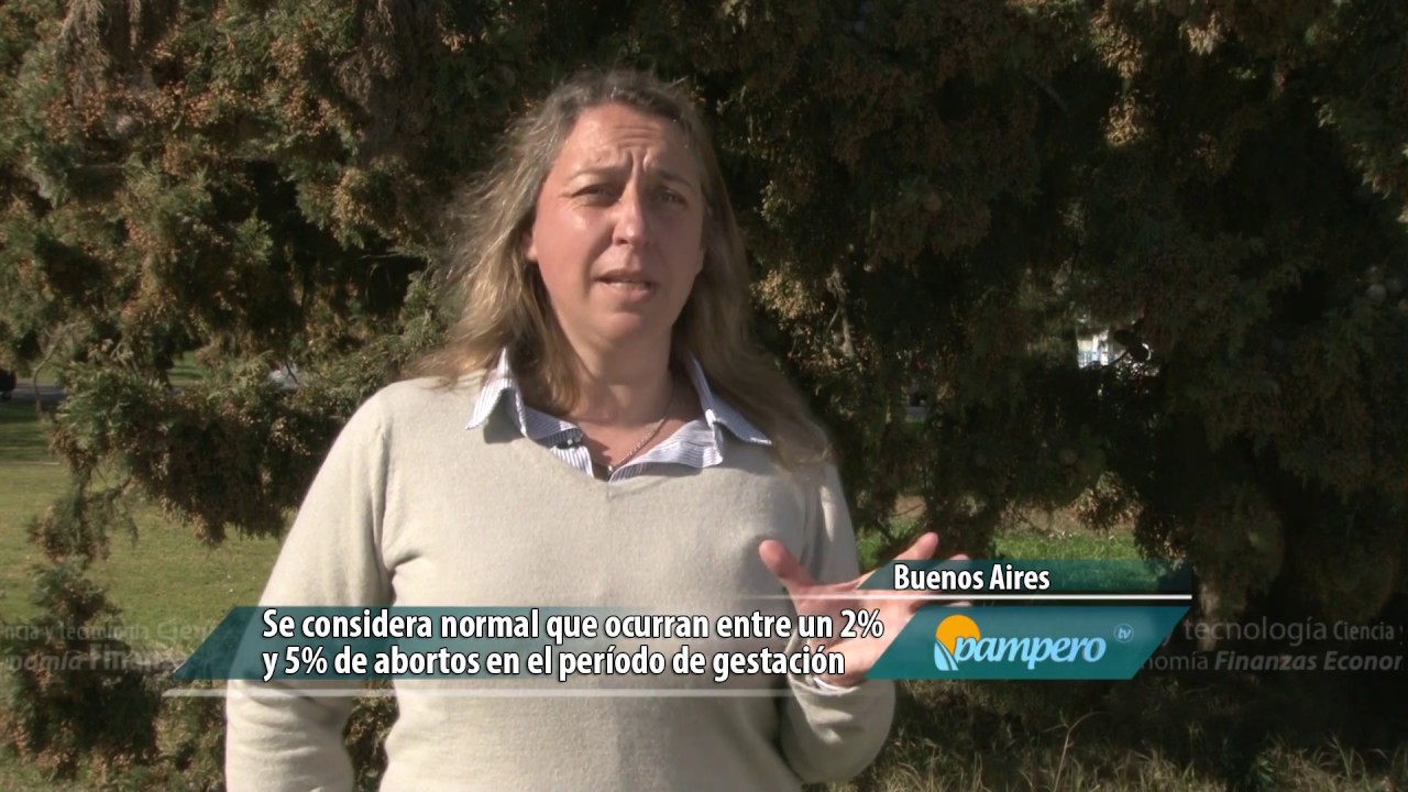 Aborto en ovinos La producción ovina representa un rubro importante dentro del sistema agropecuario de nuestro país. En estos sistemas, hay una alta incidencia de enfermedades que pueden provocar abortos en los ovinos y eso significa una pérdida económica importante. Este tema será abordado en el Congreso Argentino de Producción Animal que se comienza mañana y que se extiende hasta el viernes en la ciudad de Mar del Plata.