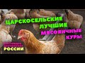 Царскосельские куры / Идеальное сочетание яйценоскости и мясных качеств