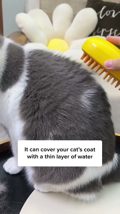 3 Worst Cat Breeds For First Time Owner! 🙀