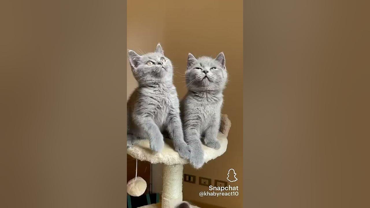 Cat having babies YouTube