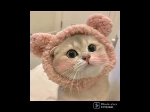 милые котики шапочками - YouTube