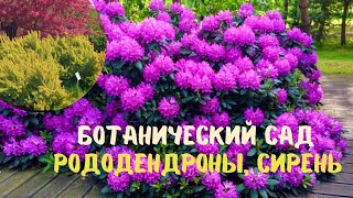 Рододендроны / сирень / Ботанический сад