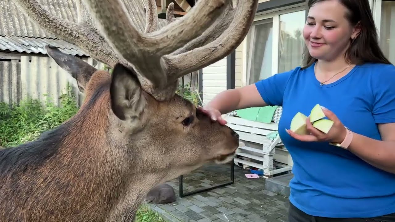 Олень Борис приходить коли хоче 23.07.25 #irysik3076 #deer #animals #олень #оленьборис #оленьборя