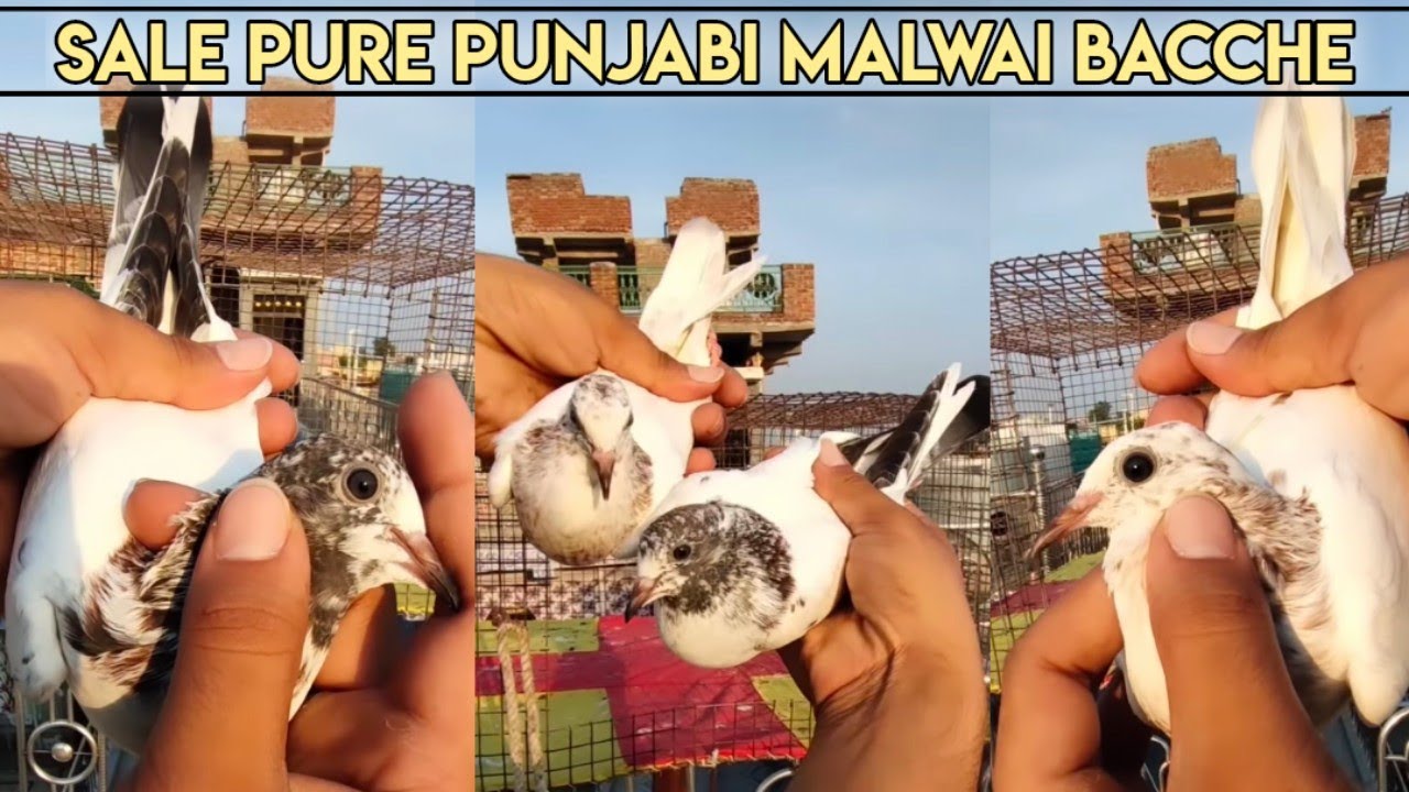 PURE MALWAI PUNJABI KABOOTAR ( BACCHE ) 9910835313 ( KABOOTARBAZI )