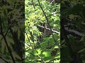 この音の正体は・・・？ #トラウト #渓流 #ドラミング #北海道 #DUEL