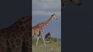 Bayangin cuma tidur 30 menit sehari kayak jerapah! Bisa jadi zombie tiap hari 😵🦒 #shorts #faktaunik