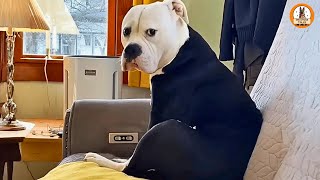 Shelter Dog Shmoo Was Scheduled To Die Until A Miracle Changed Everything