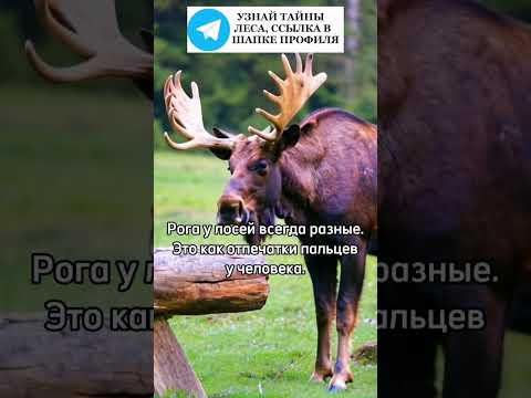 Рога у лосей всегда разные #лось #лоси #животные #лес #природа
