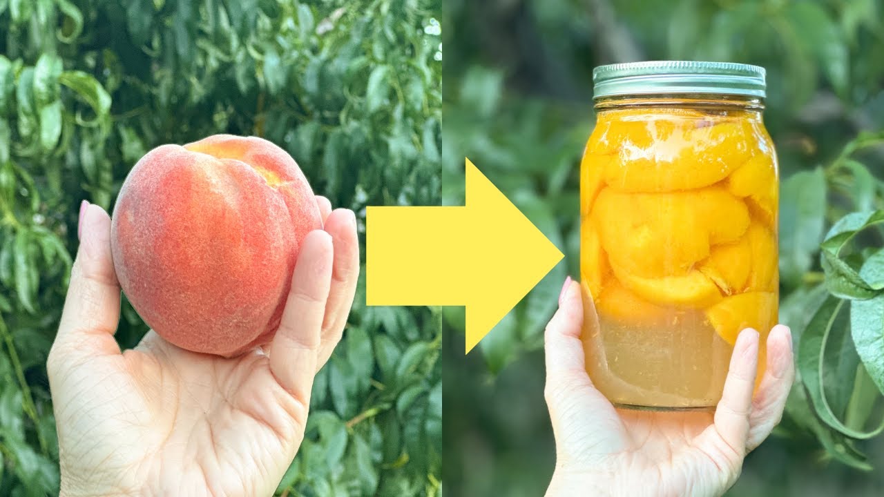 Canning Peaches for Beginners From Start to Finish