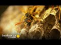 Paper Wasp Behavior and Development