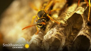 Any Type of Bee is on the Menu for this Dragonfly 🐝 Into The Wild New Zealand | Smithsonian