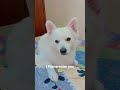 Love is a wet nose and a happy face #youtubeshorts #pomeranian #petlover #pawpaw #babygirl #jassidog