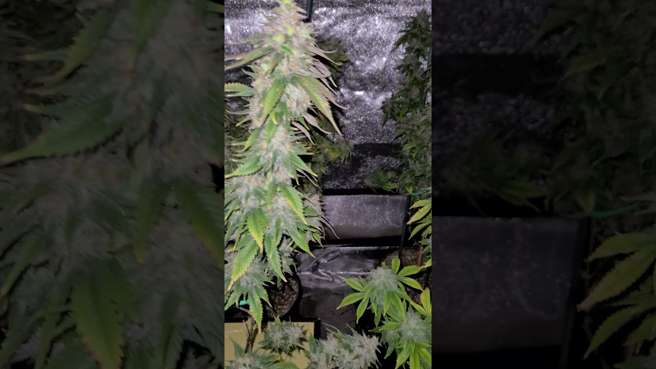 The Roadkill Skunk Finishing Strong