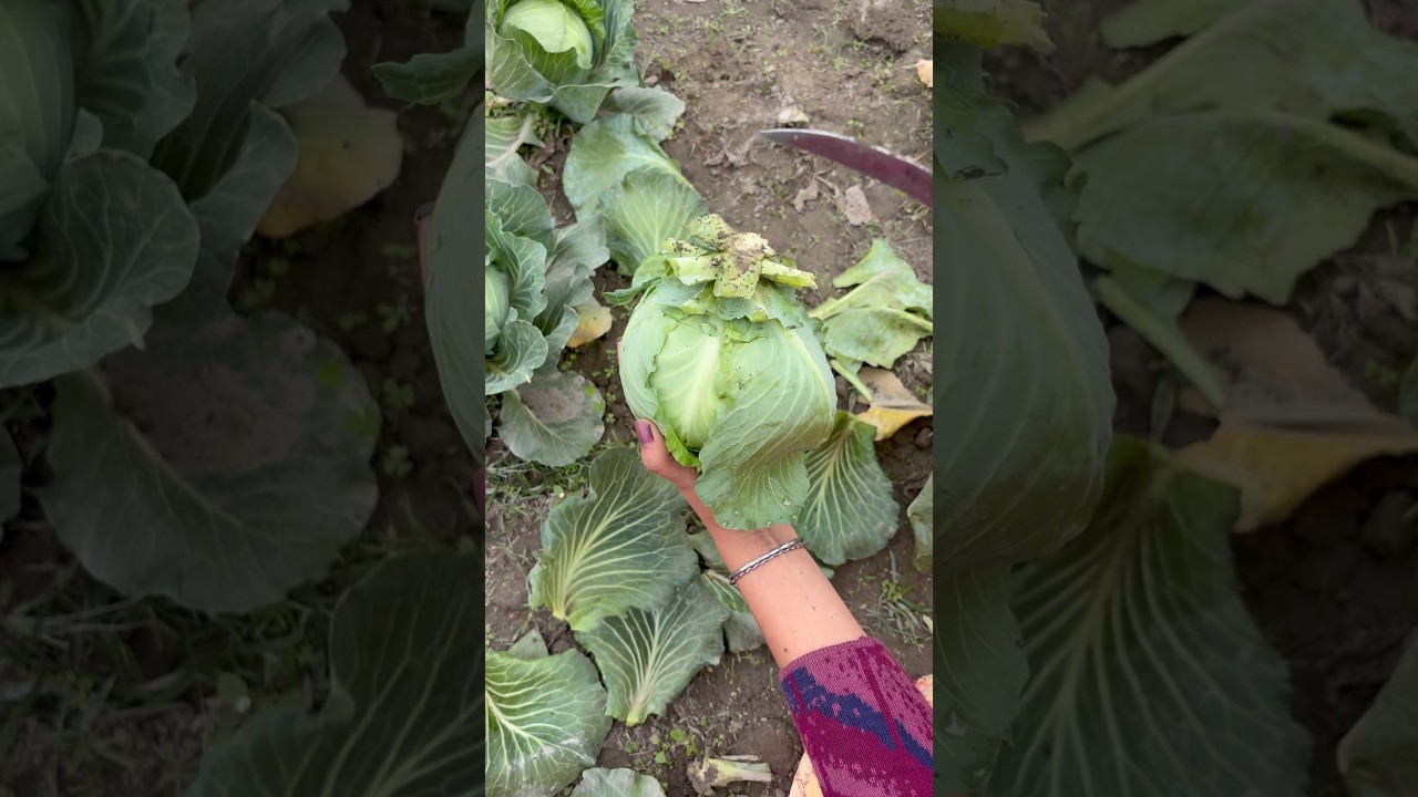 Gobhi ka yeh cut 😍 itna perfect