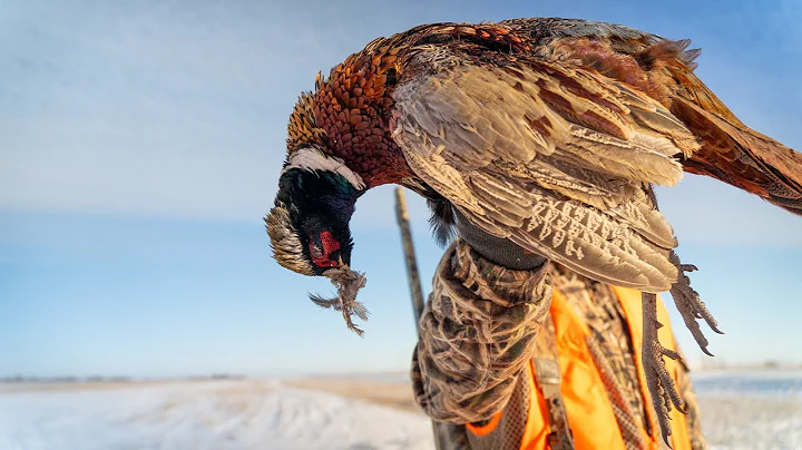 Pheasant Hunting Through Fresh SNOW!
