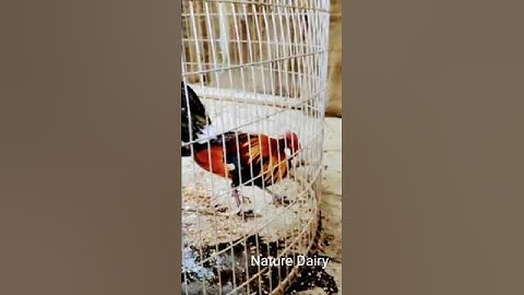 Rare Indian forest rooster