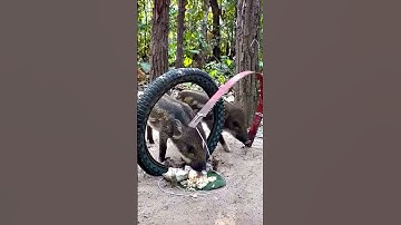 Amazing pig traps you