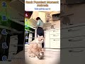Adorable Cat Madness Ranking 🐾 #CuteCats #CatRanking